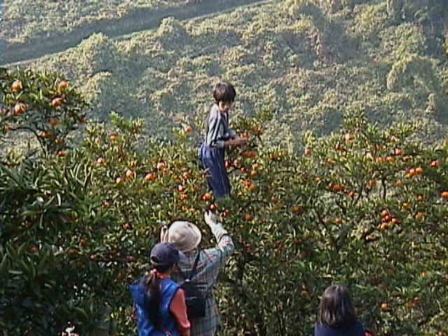 ���ԂȂ���`