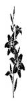 ユリの花。ベクターブラックのシルエット。 - 花 モノクロ点のイラスト素材／クリップアート素材／マンガ素材／アイコン素材