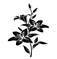 ユリの花。ベクターブラックのシルエット。 - 花 モノクロ点のイラスト素材／クリップアート素材／マンガ素材／アイコン素材