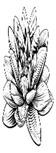 ロータスの花スイレン ヴィンテージ木版画エッチング - 花 モノクロ点のイラスト素材／クリップアート素材／マンガ素材／アイコン素材
